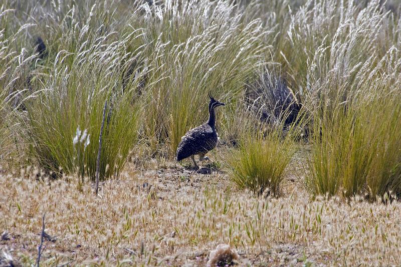 20071209 093951 D2X 4200x2800.jpg - Rhea, resembles the ostrich but is smaller and had 3 toes instead of 2.  Belongs to genus ratite (a flat sternum) which contributes to it being flightless!